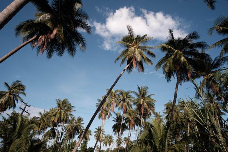 Coconut Tree Homestay Ban Wa Thon Ngoại thất bức ảnh